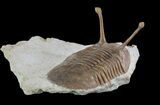 Asaphus Kowalewskii Trilobite - Huge Specimen! #89070-1
